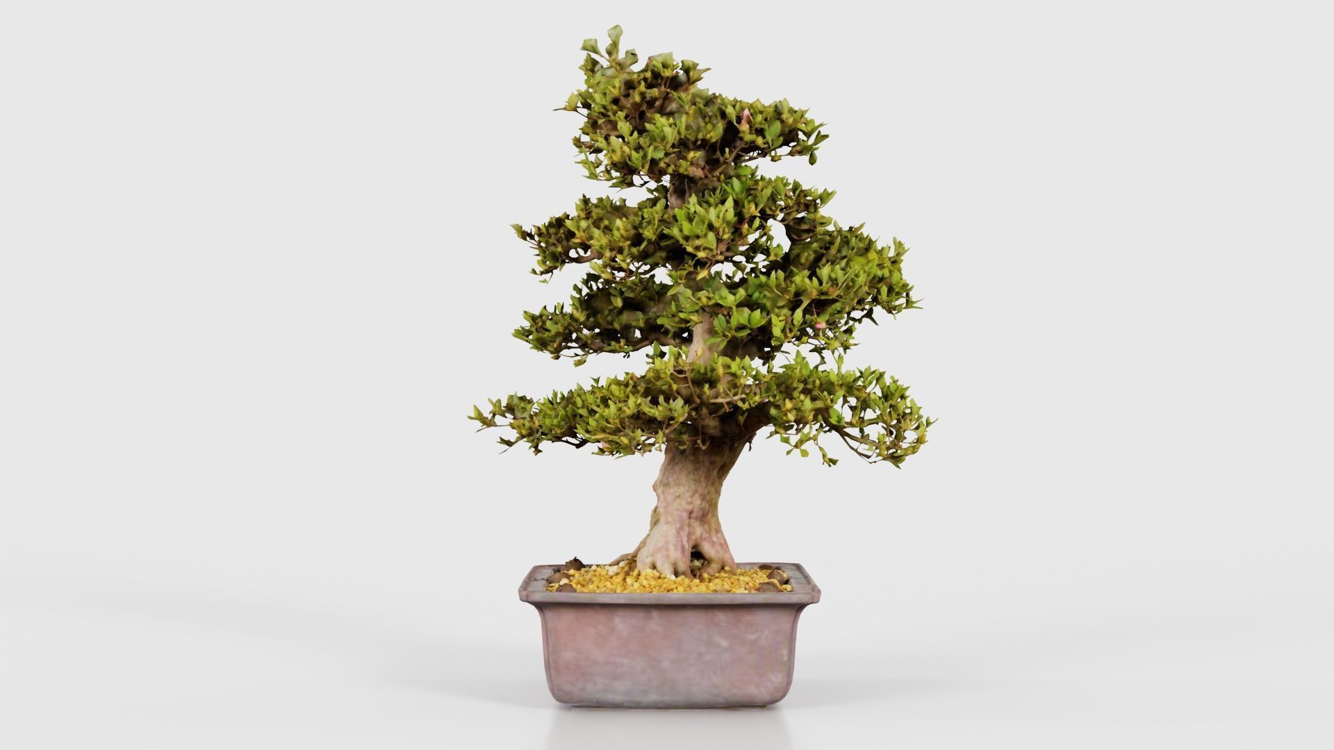Satsuki Kakuo Bonsai Tree Low-poly 3D model_24