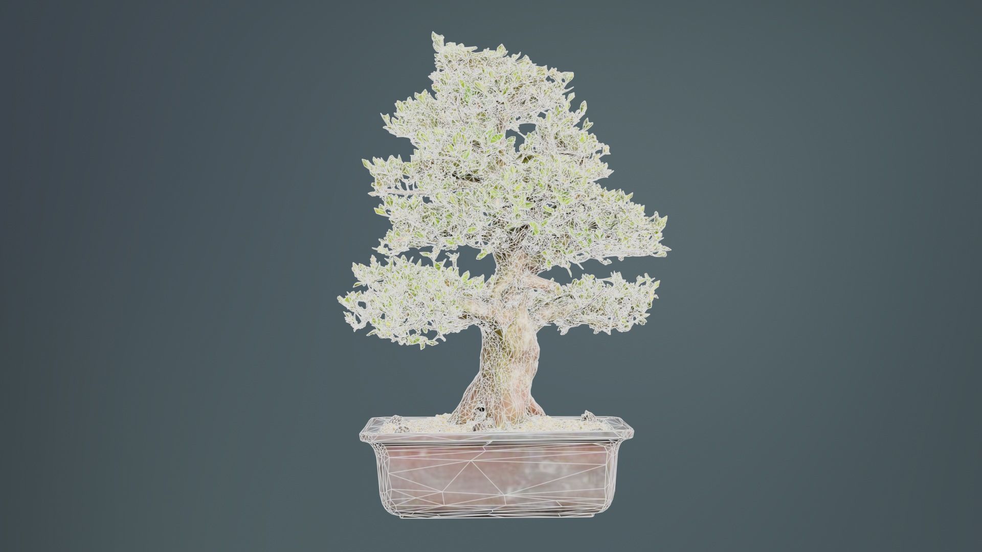 Satsuki Kakuo Bonsai Tree Low-poly 3D model_10