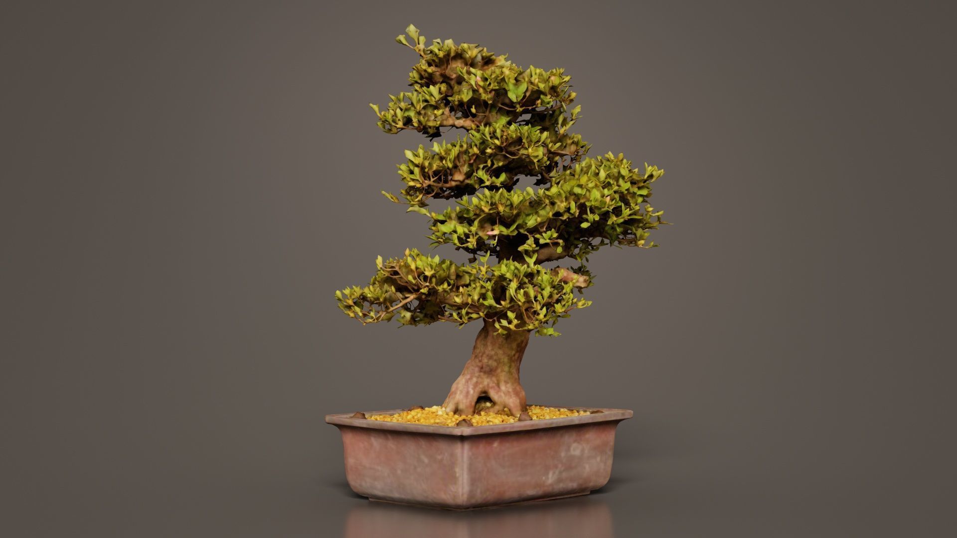 Satsuki Kakuo Bonsai Tree Low-poly 3D model_4