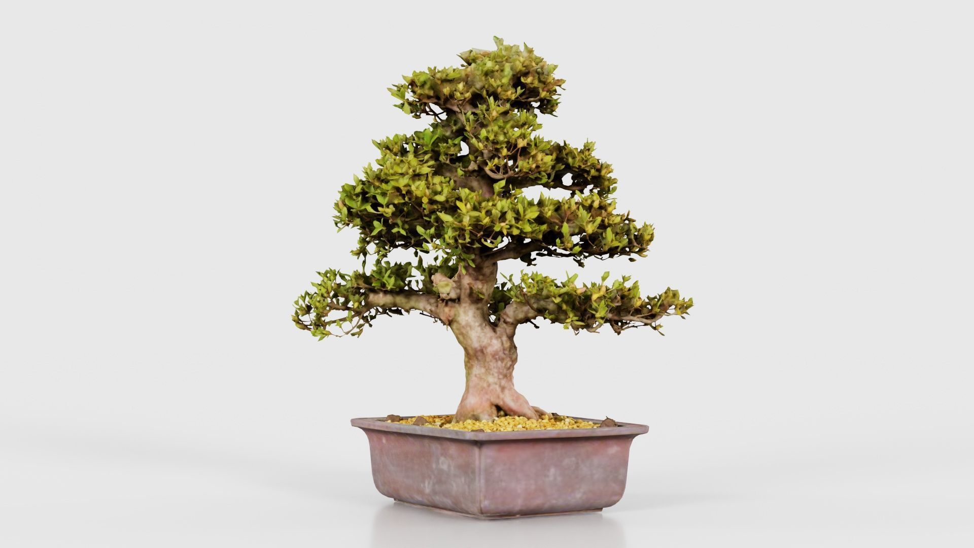 Satsuki Kakuo Bonsai Tree Low-poly 3D model_19