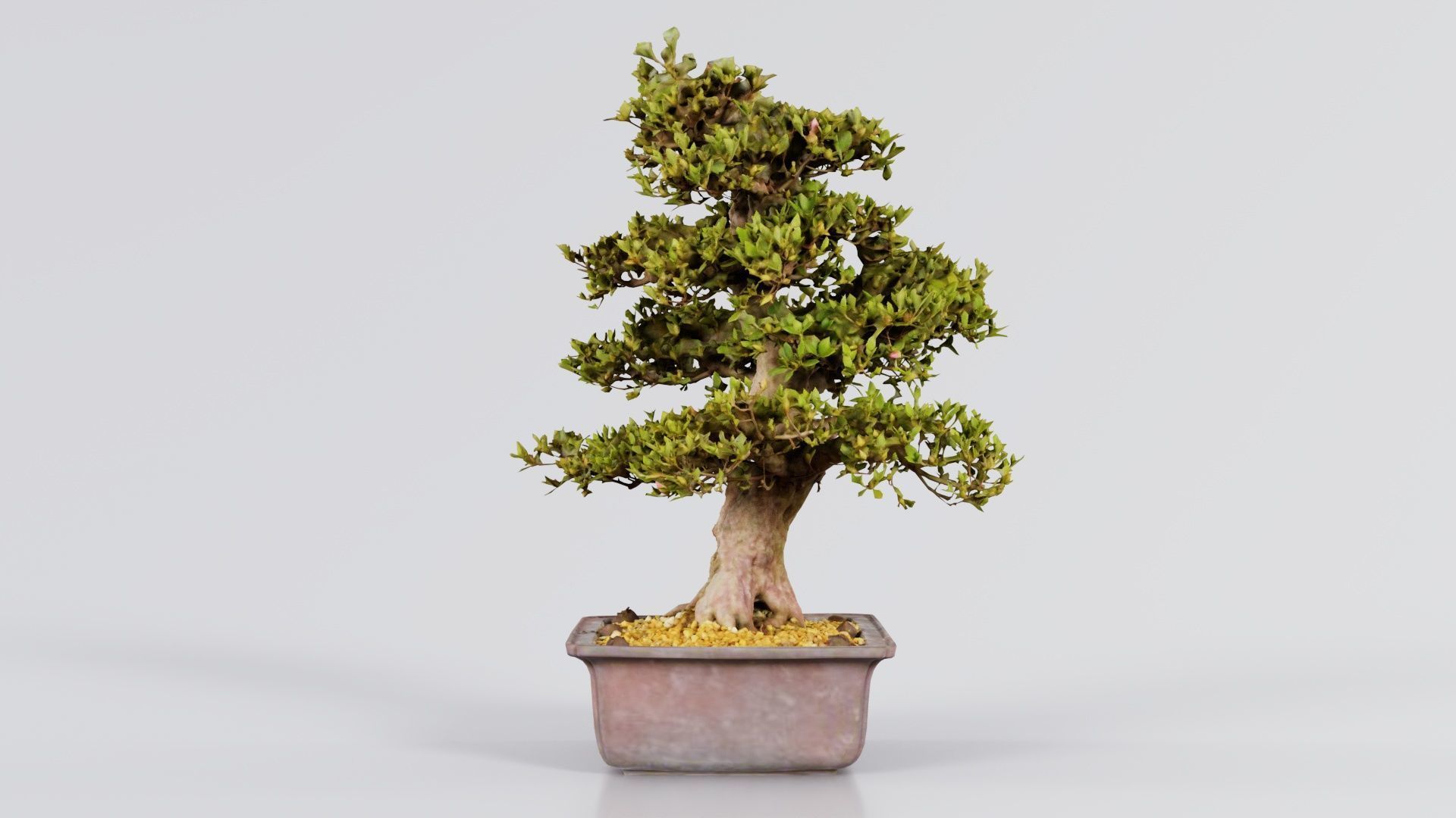 Satsuki Kakuo Bonsai Tree Low-poly 3D model_5