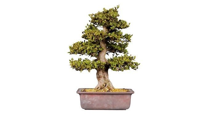 Satsuki Kakuo Bonsai Tree Low-poly 3D model