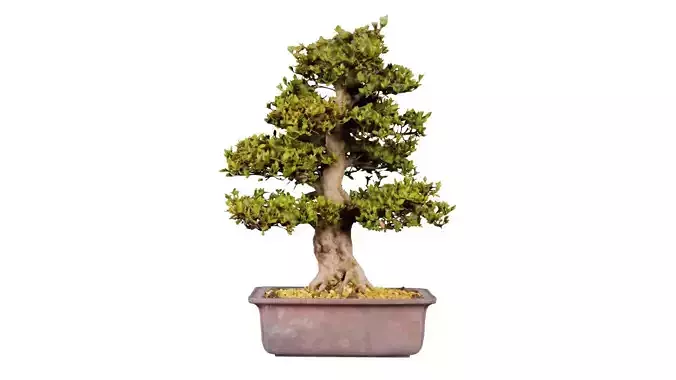 Satsuki Kakuo Bonsai Tree Low-poly 3D model