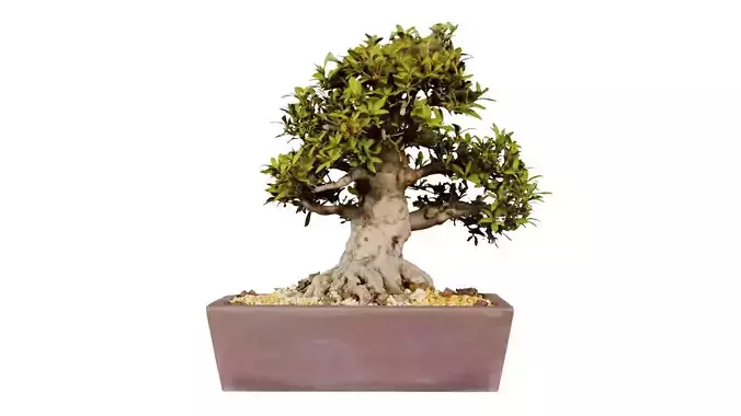 Satsuki Kinsai 1 Bonsai Tree
