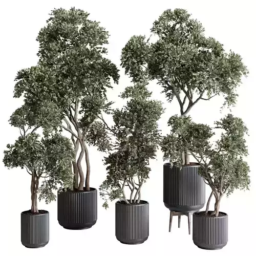 Olive Tree in a marble vase - indoor plant set 556