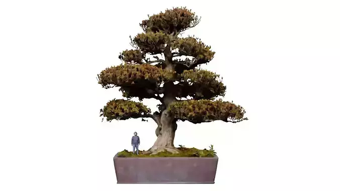 Satsuki Kinsai 2 Bonsai Tree