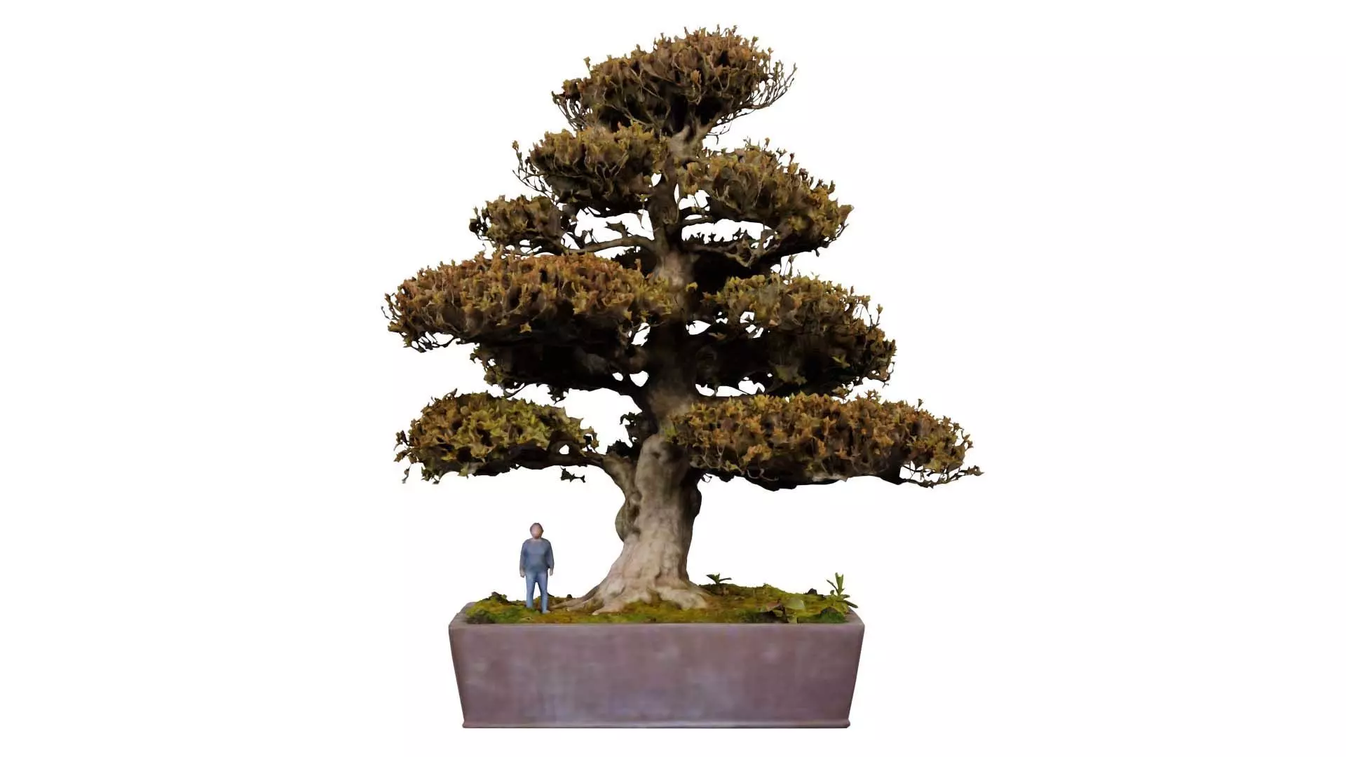 Satsuki Kinsai 2 Bonsai Tree Low-poly 3D model