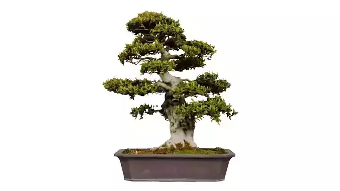 Satsuki Kozan 1 Bonsai Tree
