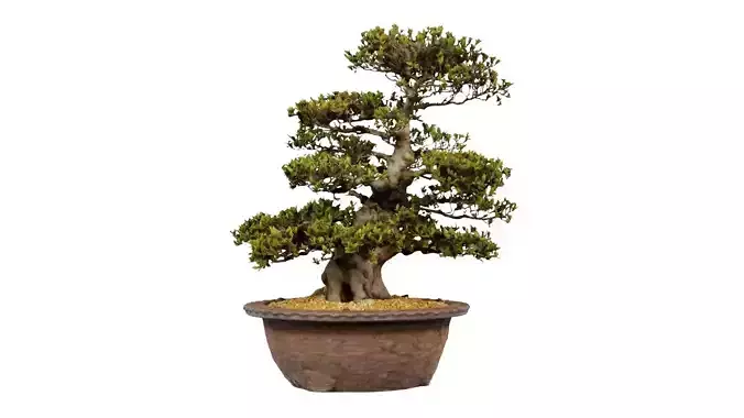 Satsuki Kozan 2 Bonsai Tree Low-poly 3D model