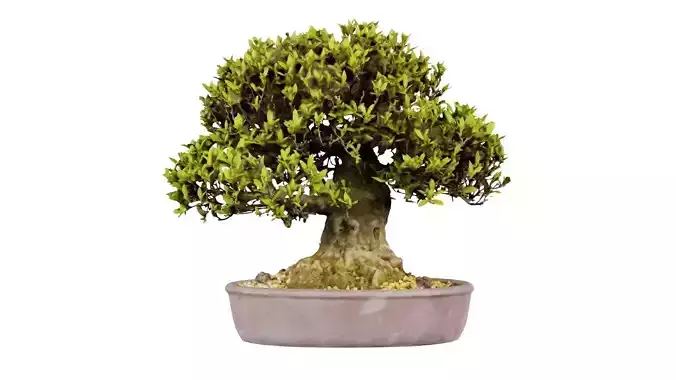 Satsuki Nikko Bonsai Tree