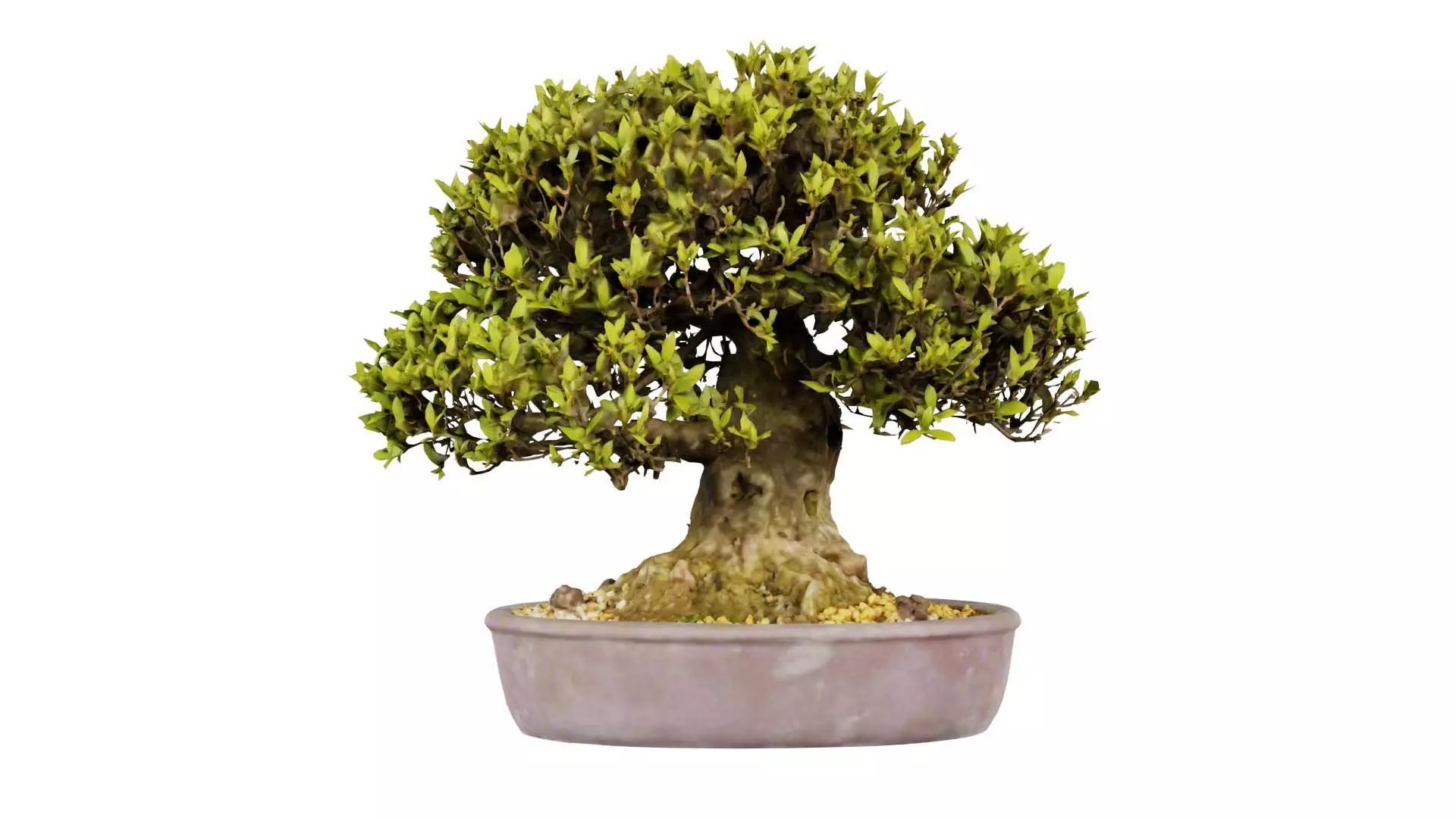 3D model Satsuki Nikko Bonsai Tree VR / AR / low-poly | CGTrader