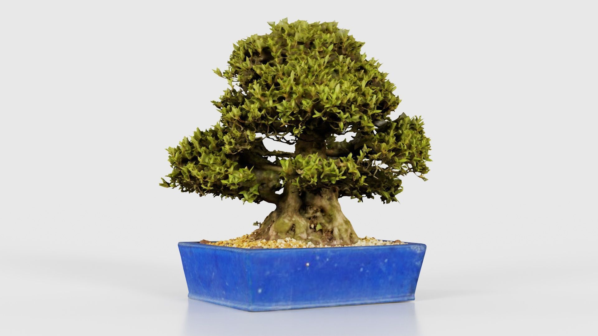 Satsuki Nyohozan 1 Bonsai Tree Low-poly 3D model_16
