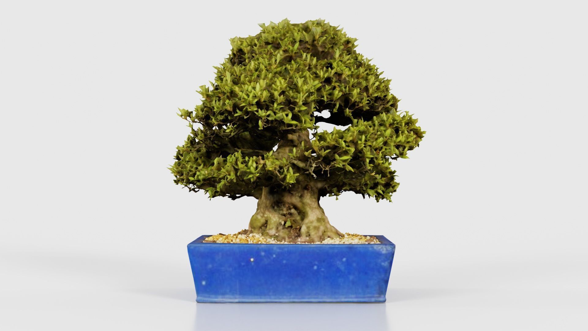 Satsuki Nyohozan 1 Bonsai Tree Low-poly 3D model_15