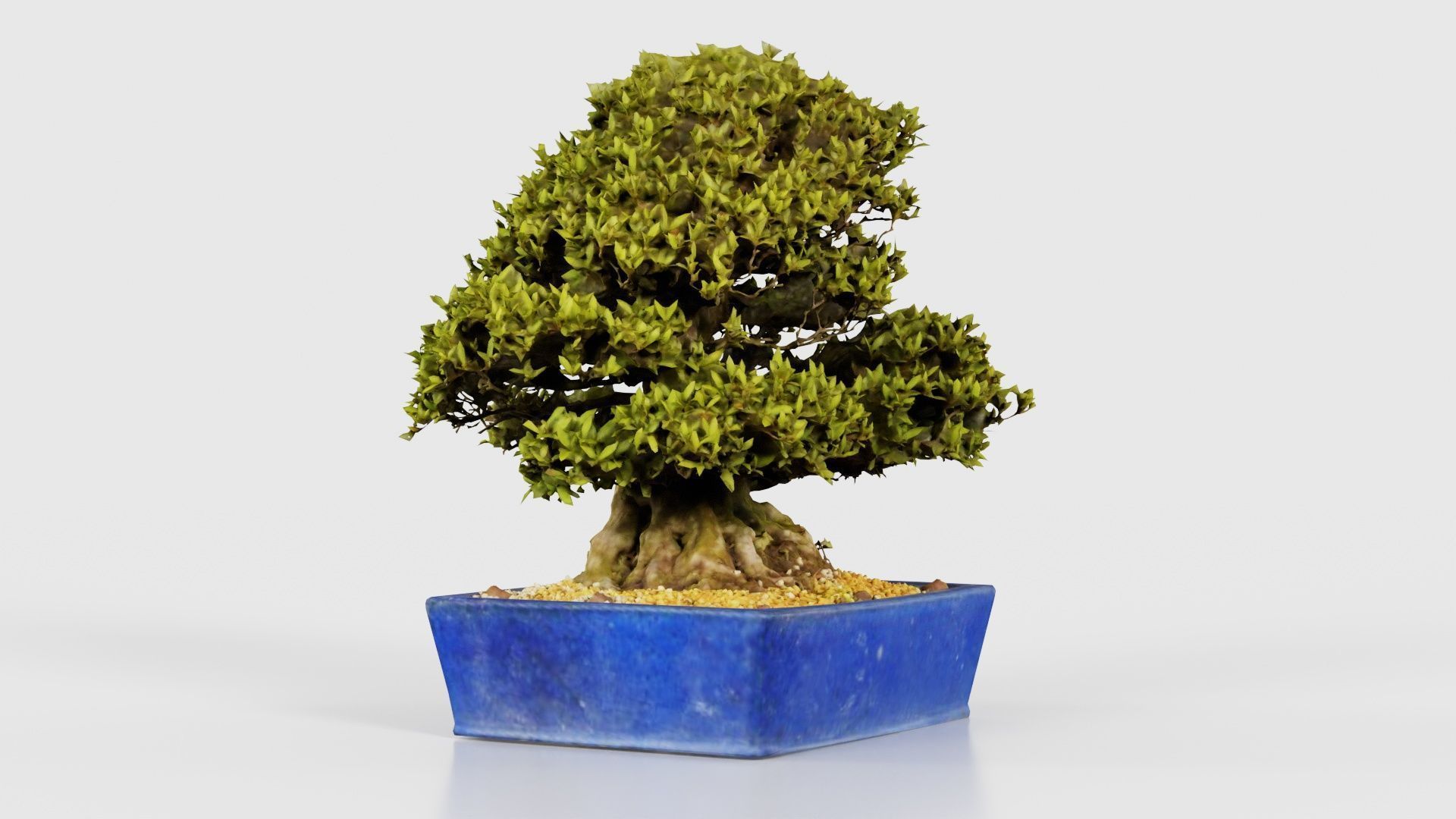 Satsuki Nyohozan 1 Bonsai Tree Low-poly 3D model_23