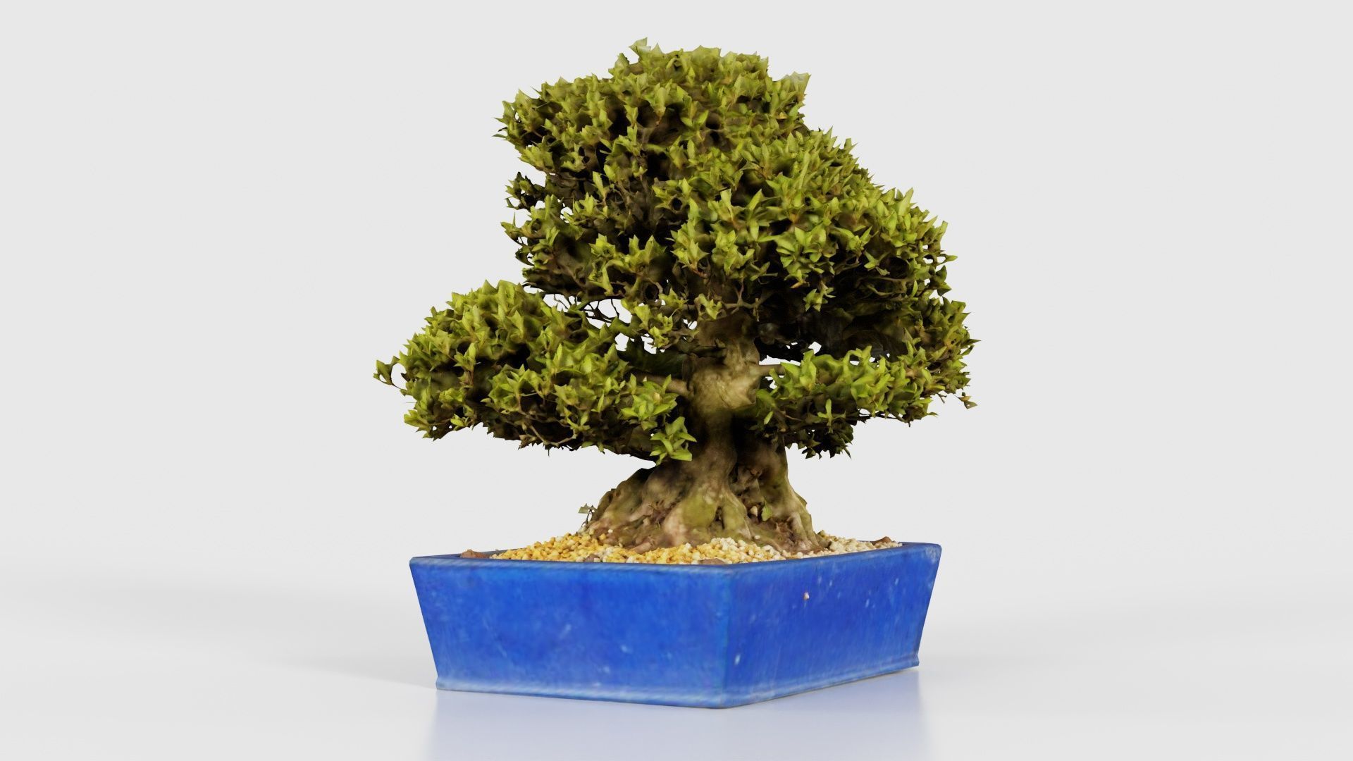 Satsuki Nyohozan 1 Bonsai Tree Low-poly 3D model_17