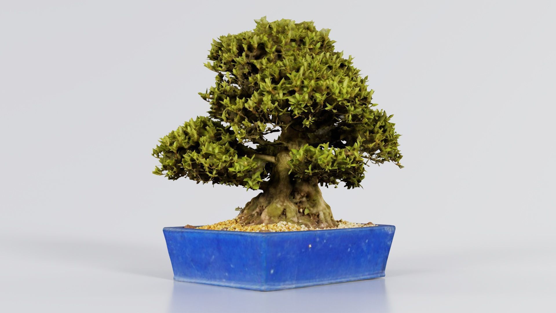 Satsuki Nyohozan 1 Bonsai Tree Low-poly 3D model_7