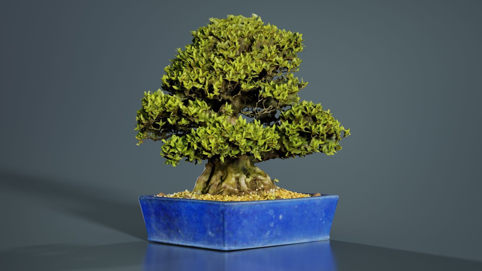 Satsuki Nyohozan 1 Bonsai Tree Low-poly 3D model_3
