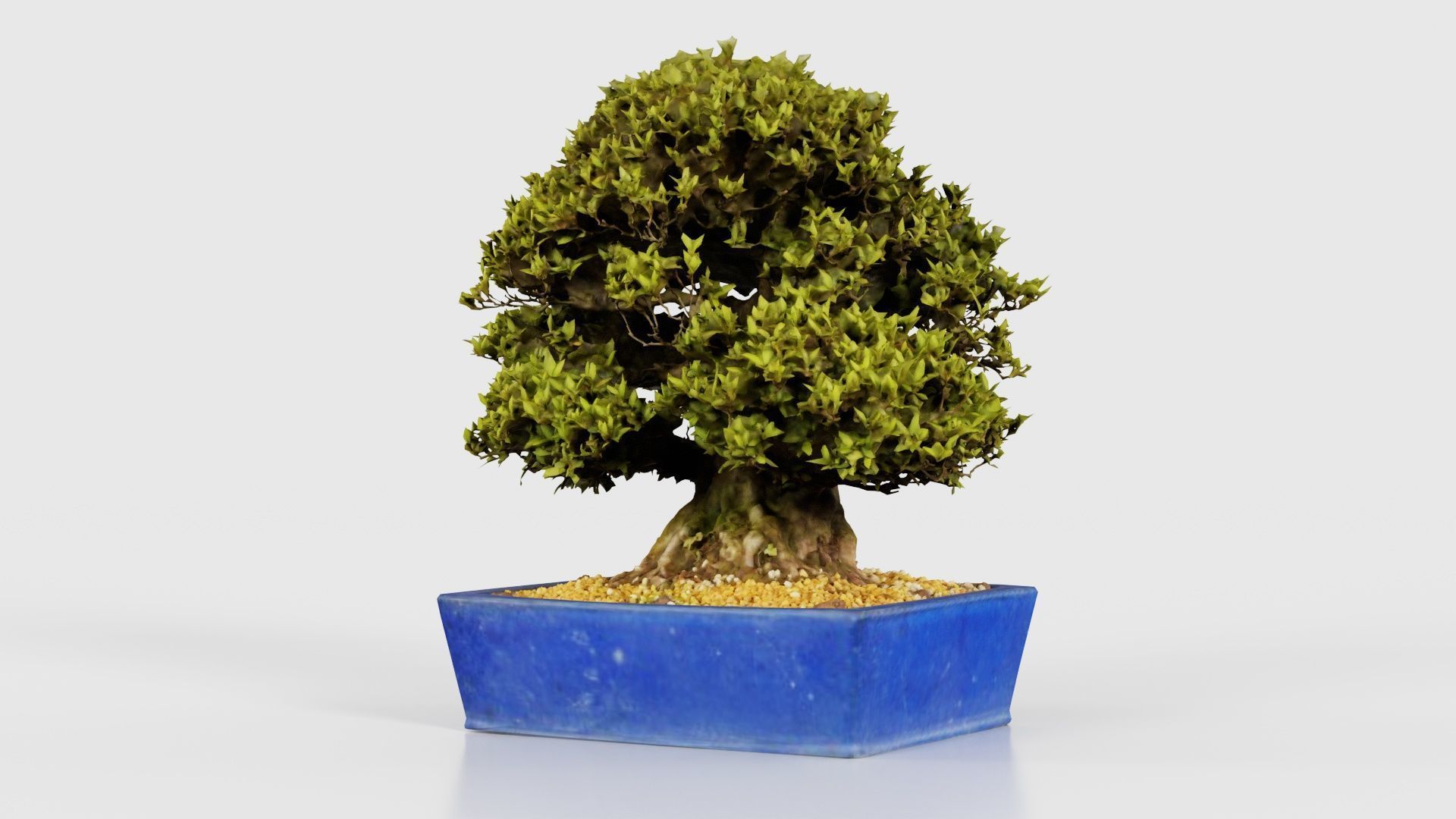 Satsuki Nyohozan 1 Bonsai Tree Low-poly 3D model_20