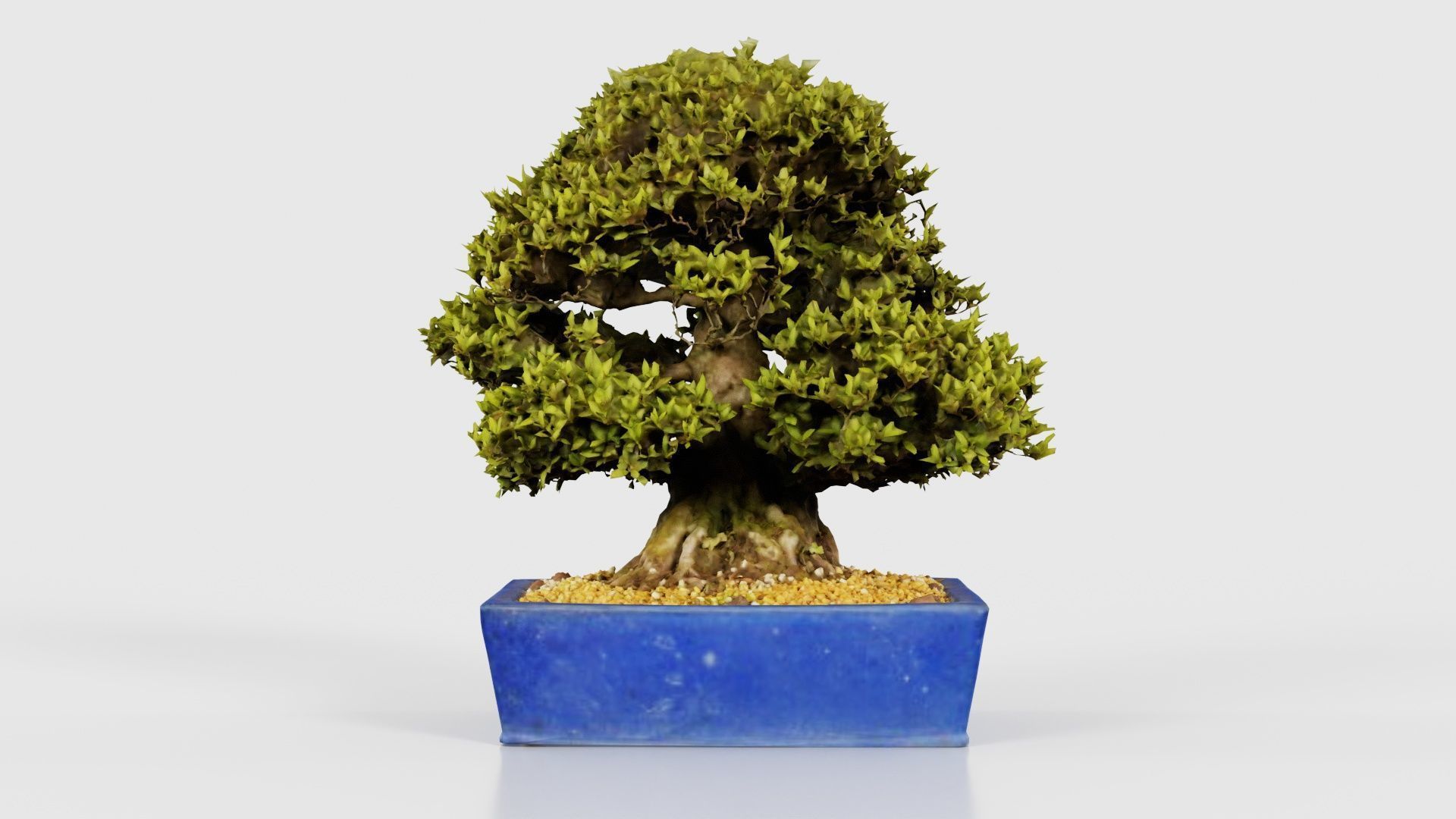 Satsuki Nyohozan 1 Bonsai Tree Low-poly 3D model_21