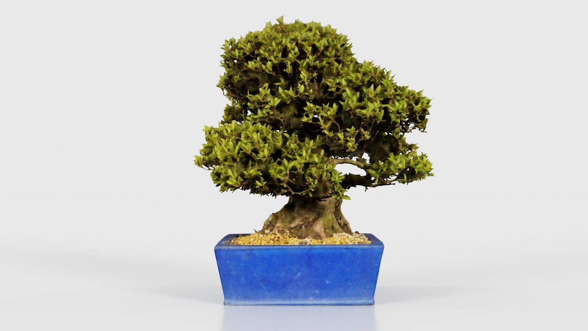 Satsuki Nyohozan 1 Bonsai Tree Low-poly 3D model_18