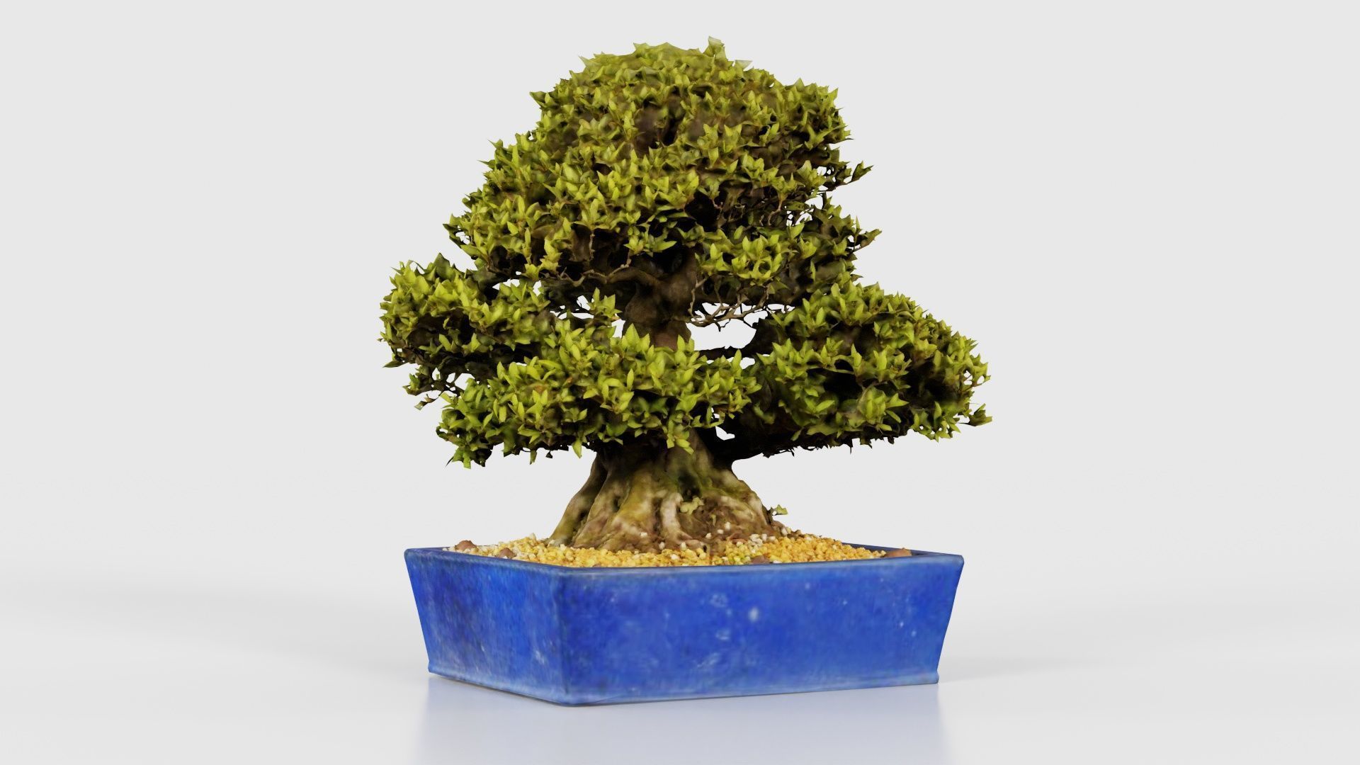 Satsuki Nyohozan 1 Bonsai Tree Low-poly 3D model_22