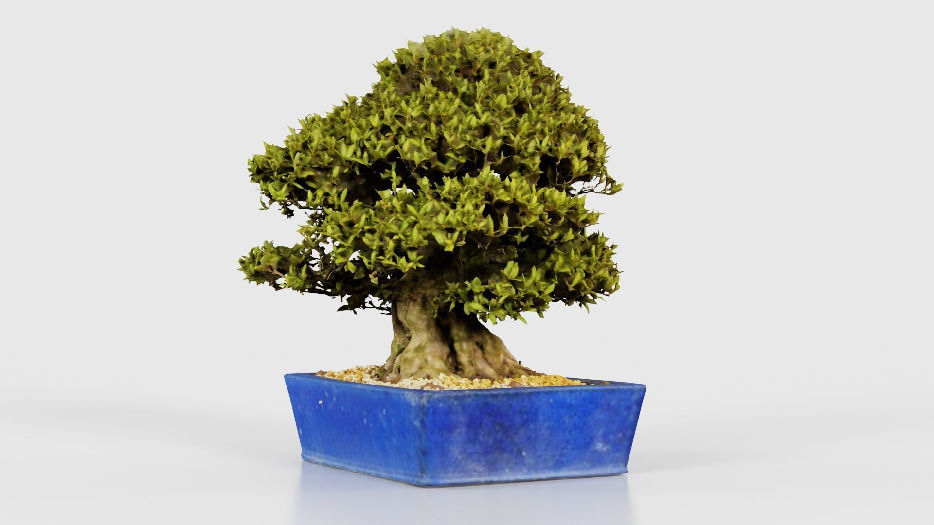 Satsuki Nyohozan 1 Bonsai Tree Low-poly 3D model_25