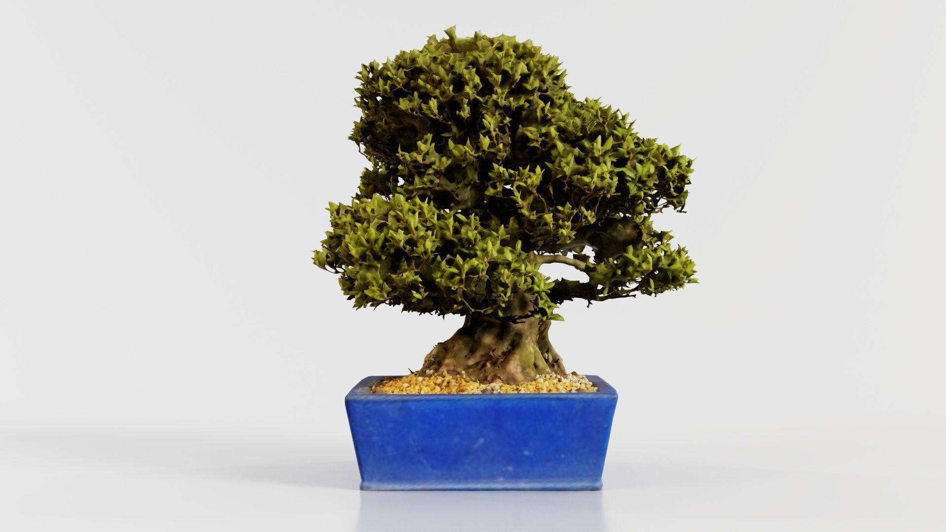 Satsuki Nyohozan 1 Bonsai Tree Low-poly 3D model_8
