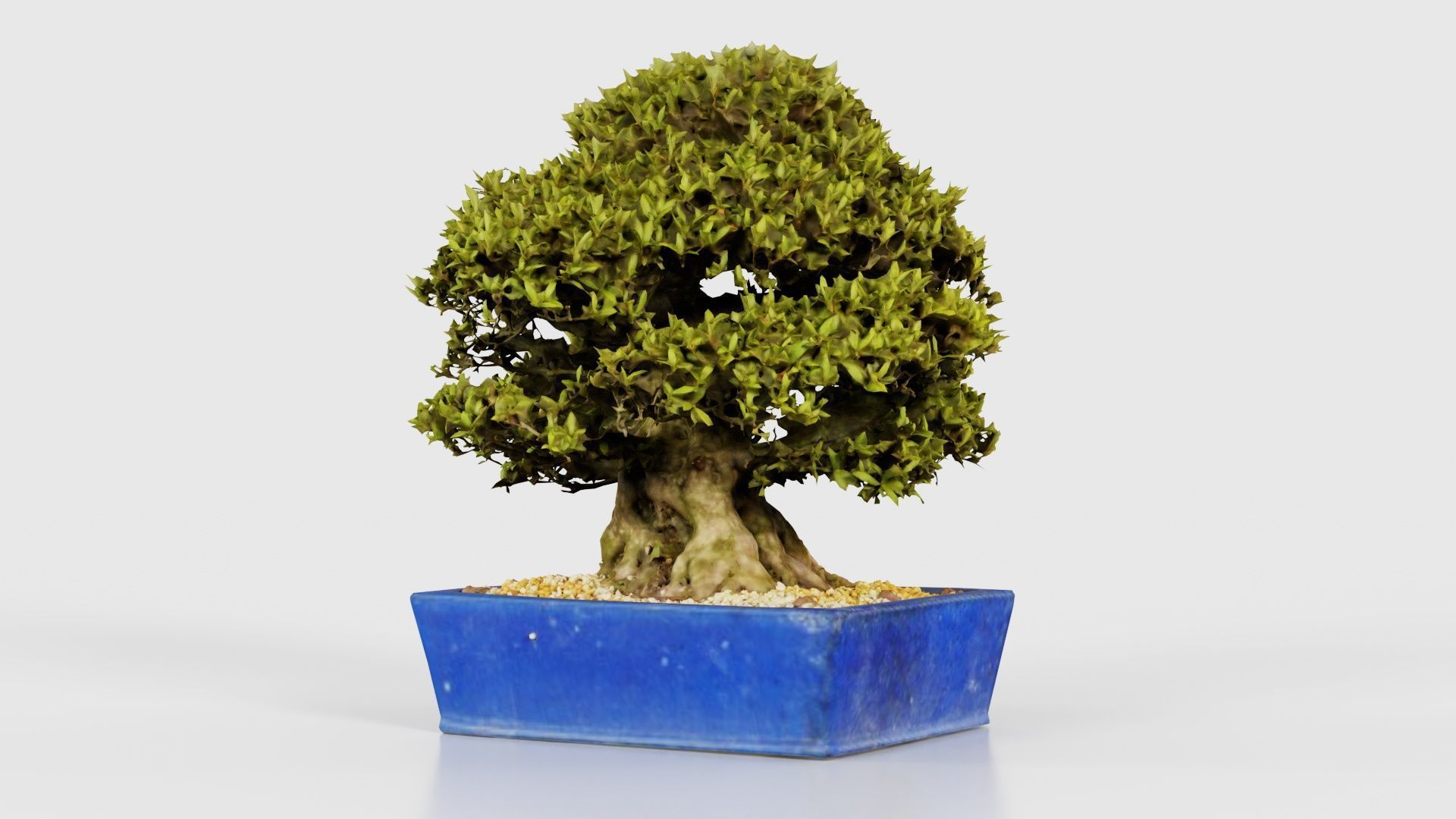 Satsuki Nyohozan 1 Bonsai Tree Low-poly 3D model_26