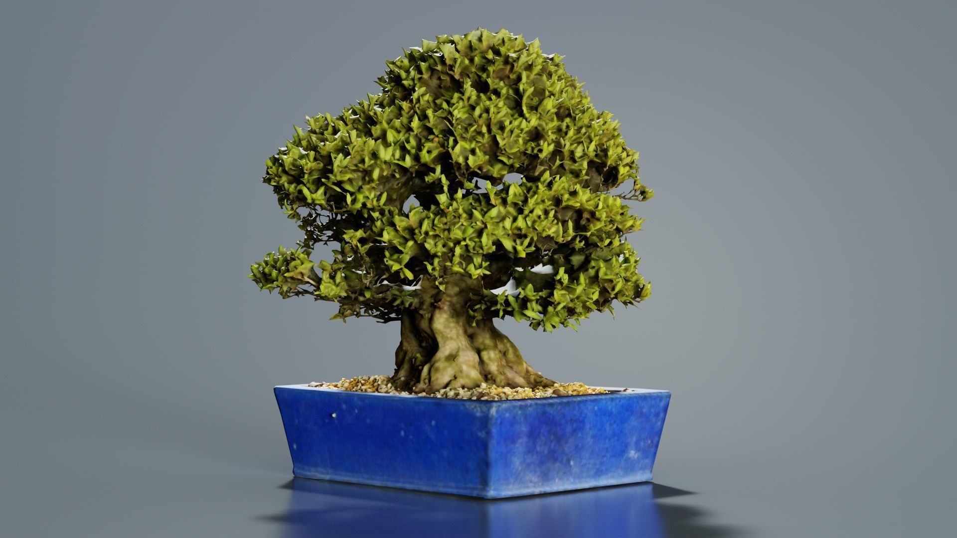 Satsuki Nyohozan 1 Bonsai Tree Low-poly 3D model_2