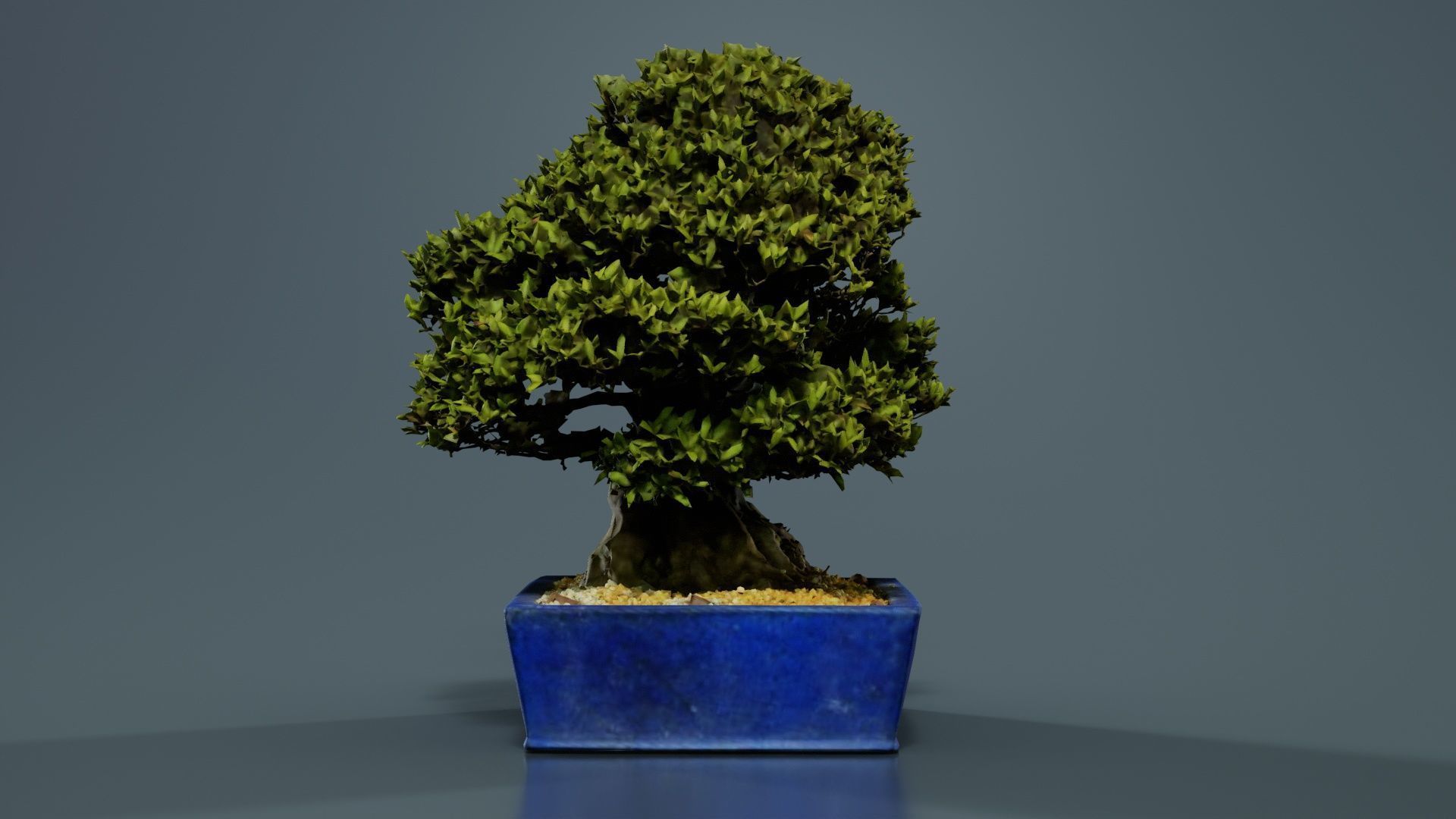 Satsuki Nyohozan 1 Bonsai Tree Low-poly 3D model_4