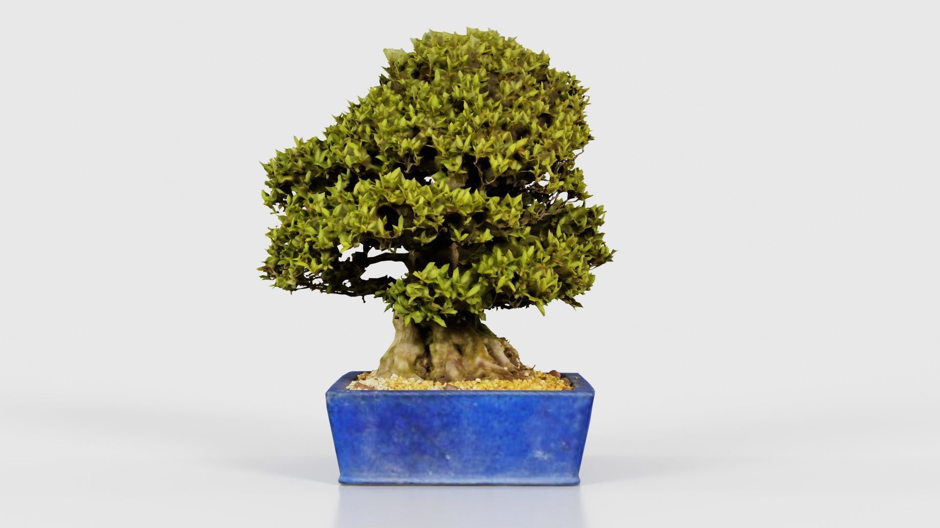 Satsuki Nyohozan 1 Bonsai Tree Low-poly 3D model_24
