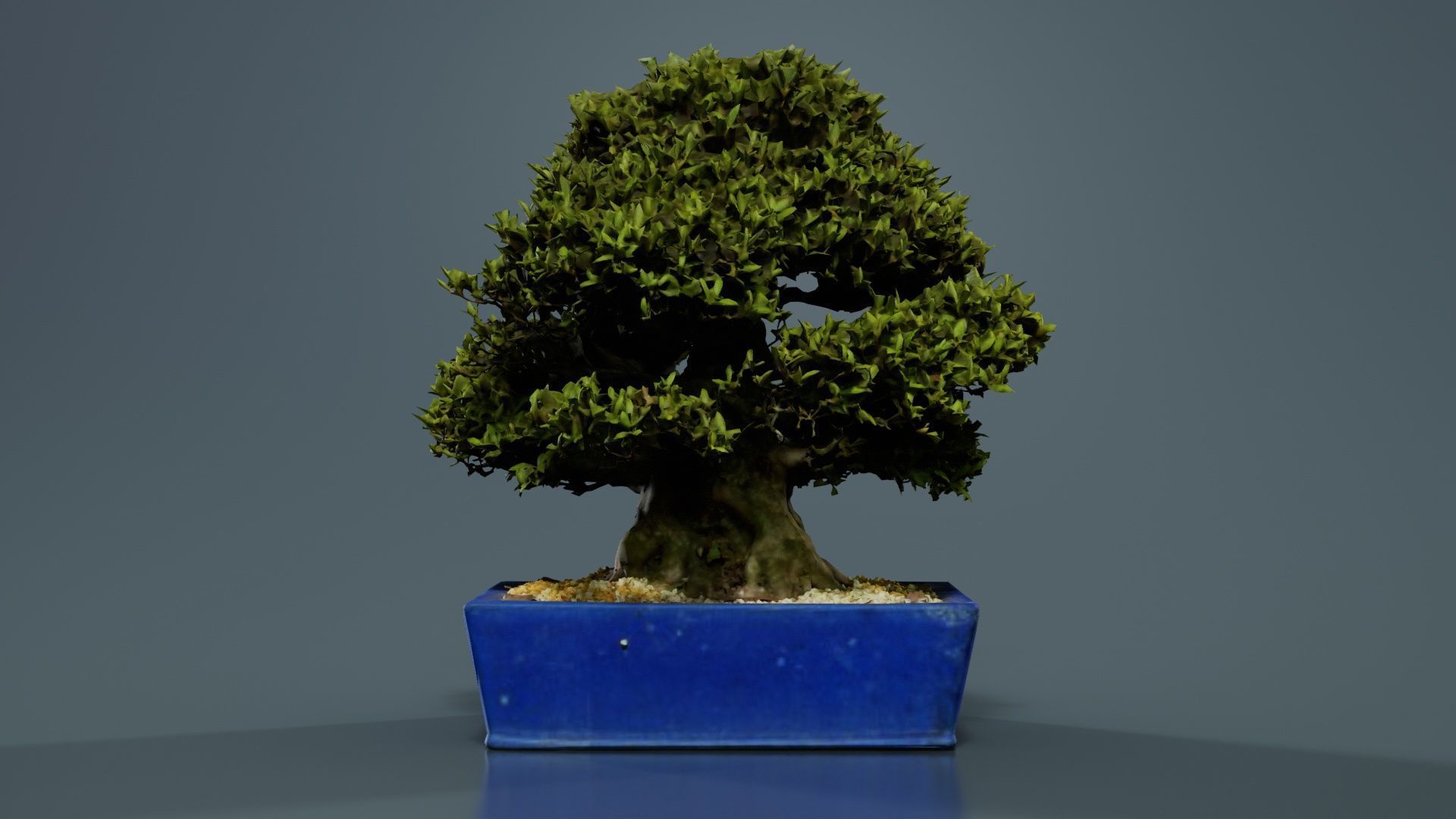 Satsuki Nyohozan 1 Bonsai Tree Low-poly 3D model_5