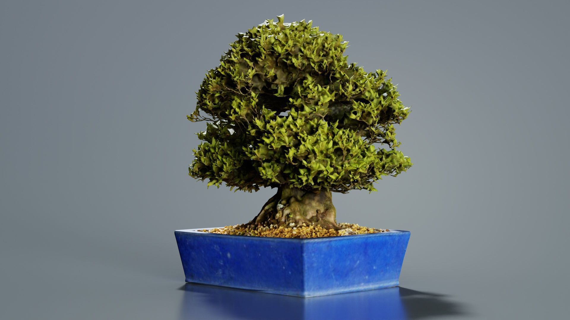 Satsuki Nyohozan 1 Bonsai Tree Low-poly 3D model_1