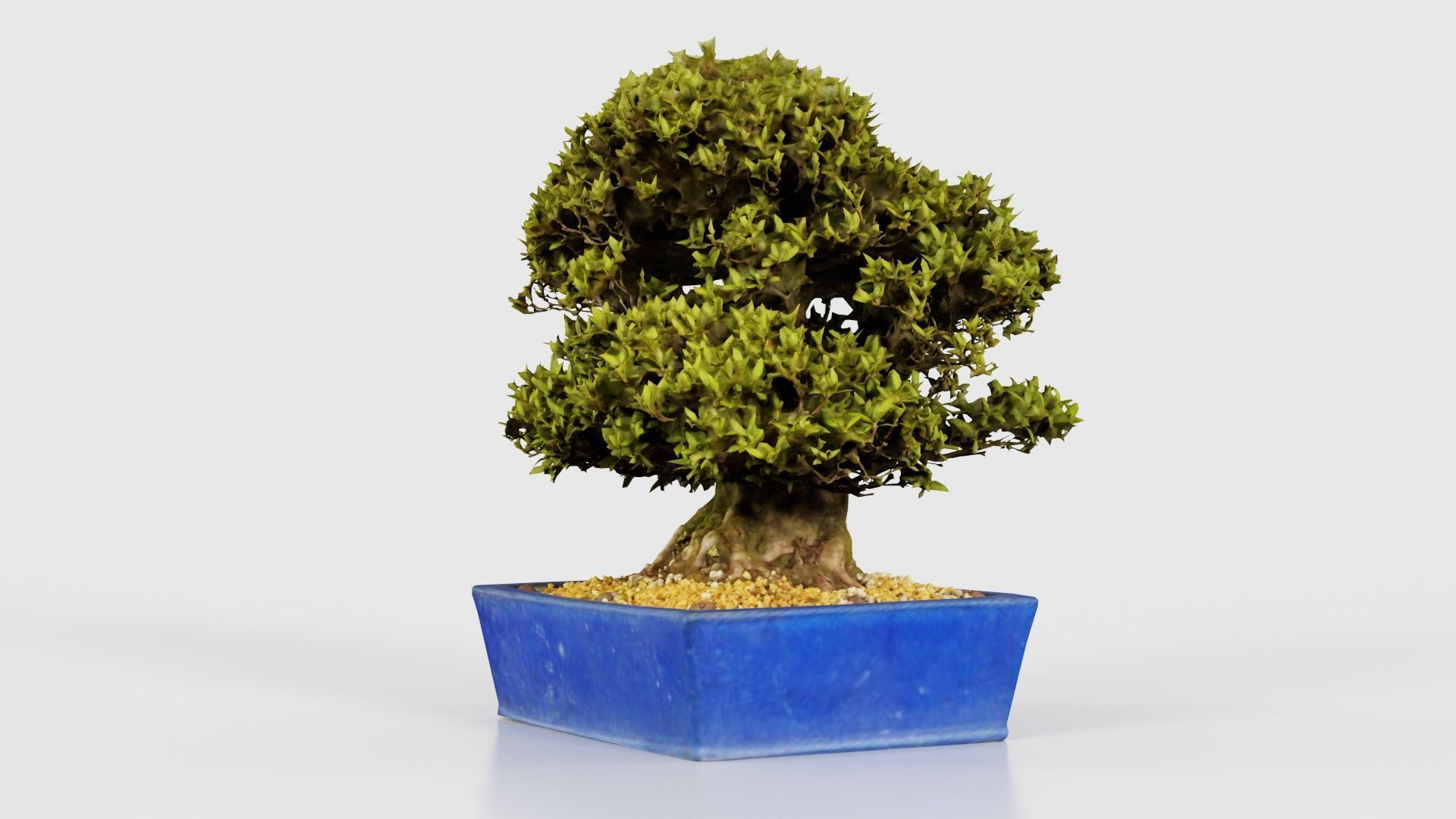 Satsuki Nyohozan 1 Bonsai Tree Low-poly 3D model_19