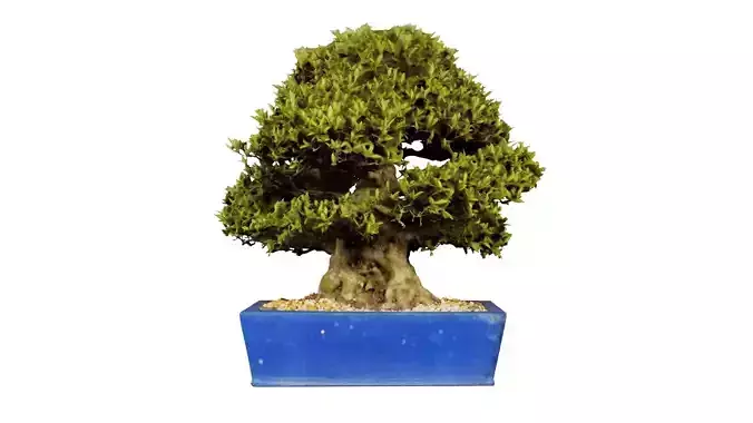Satsuki Nyohozan 1 Bonsai Tree