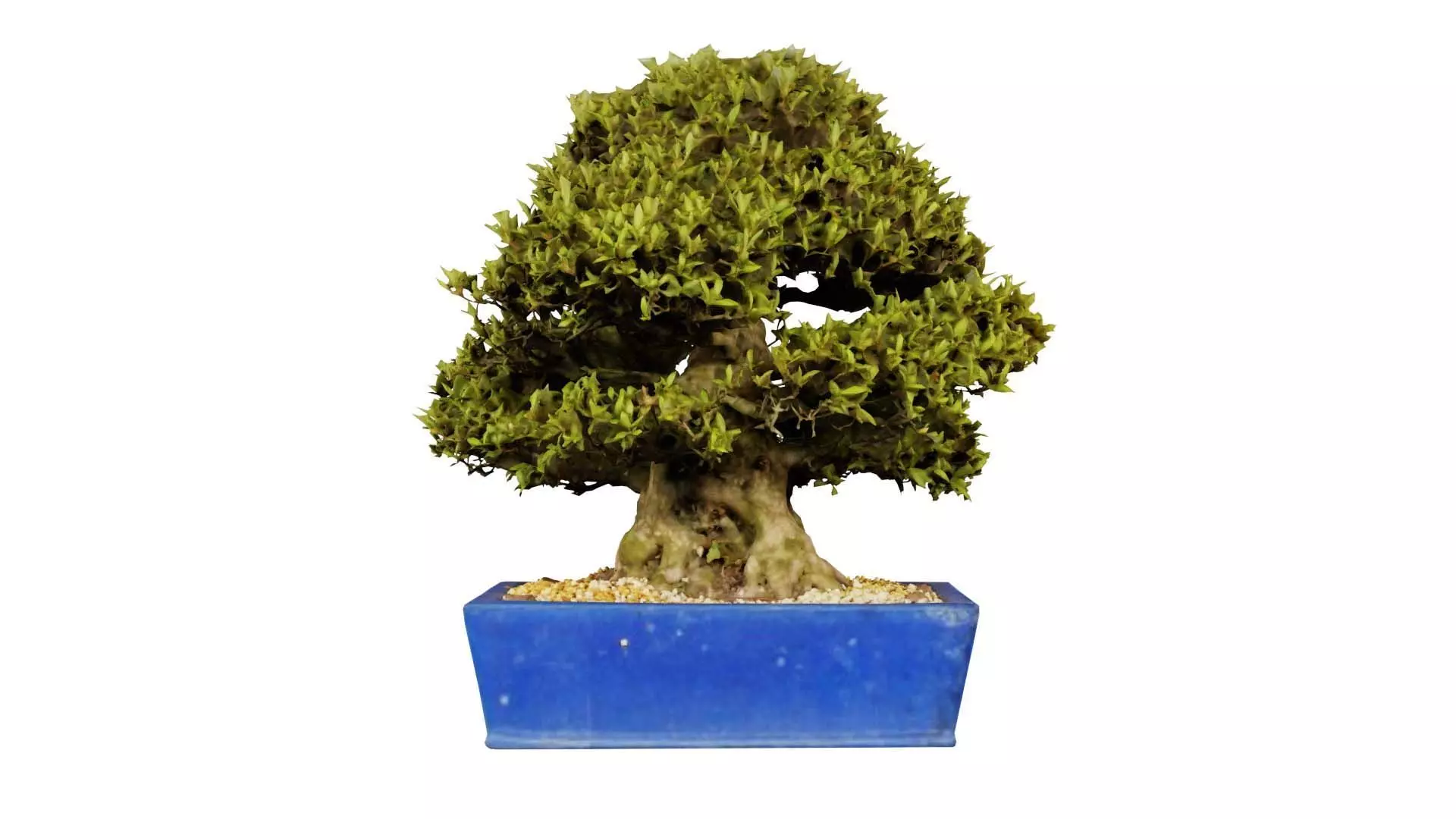 Satsuki Nyohozan 1 Bonsai Tree Low-poly 3D model_0