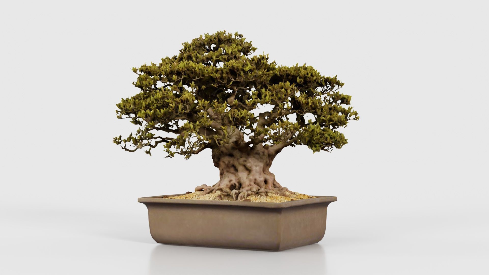 Satsuki Nyohozan 2 Bonsai Tree Low-poly 3D model_20