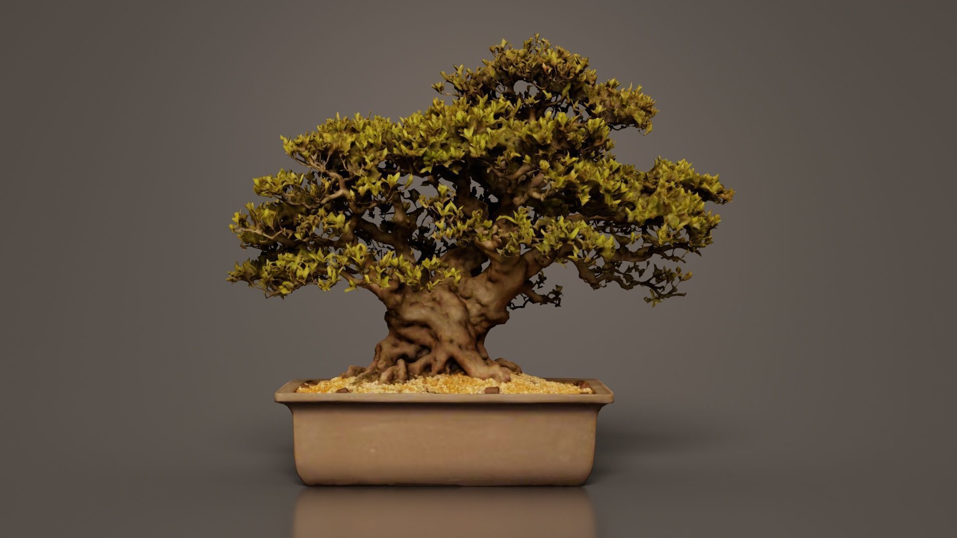 Satsuki Nyohozan 2 Bonsai Tree Low-poly 3D model_1