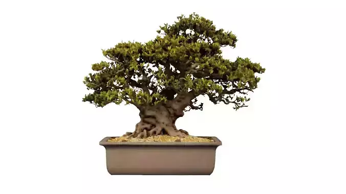 Satsuki Nyohozan 2 Bonsai Tree