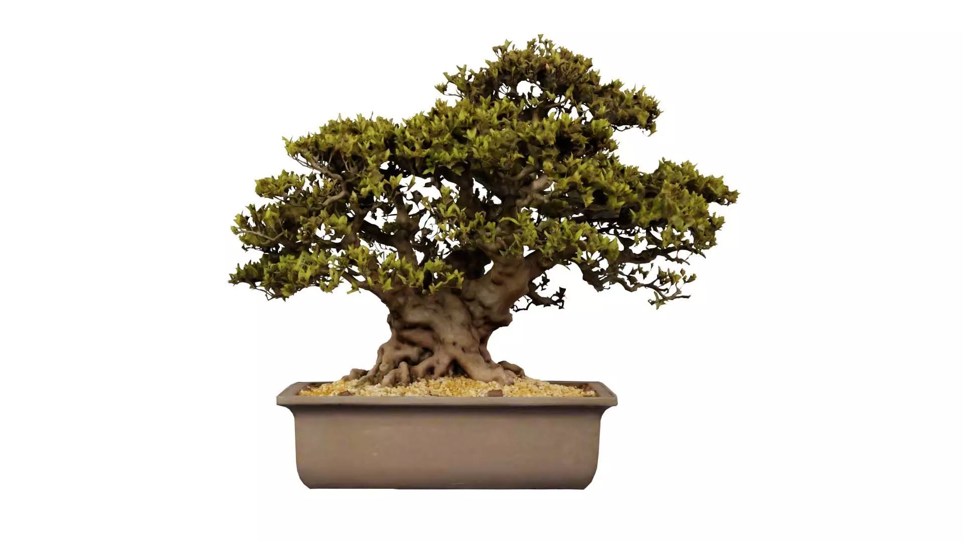 Satsuki Nyohozan 2 Bonsai Tree Low-poly 3D model_0