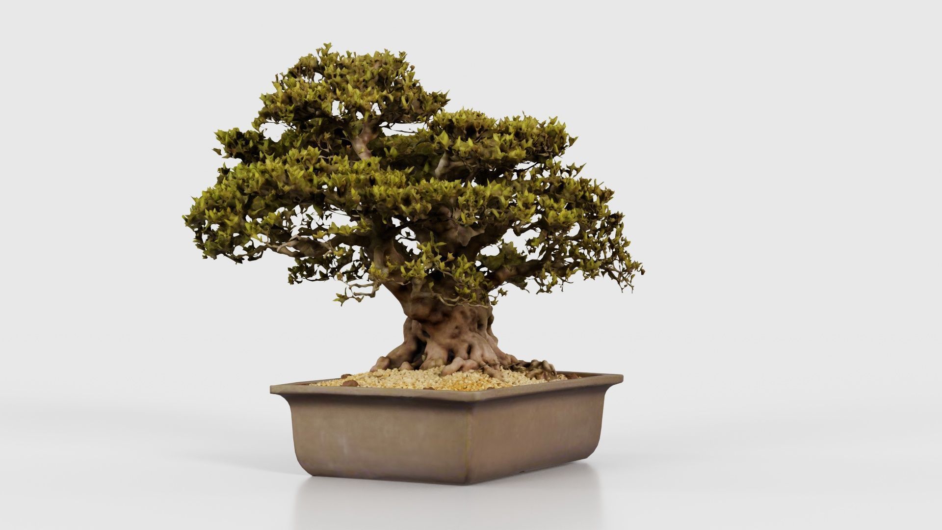 Satsuki Nyohozan 2 Bonsai Tree Low-poly 3D model_23