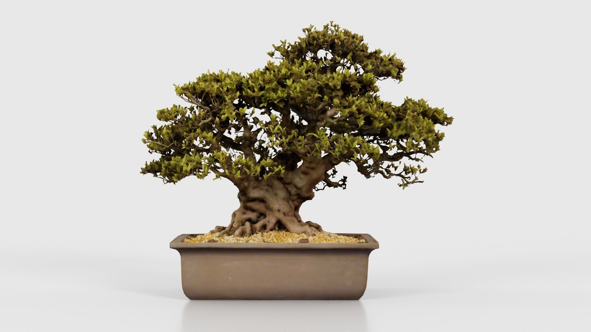 Satsuki Nyohozan 2 Bonsai Tree Low-poly 3D model_15