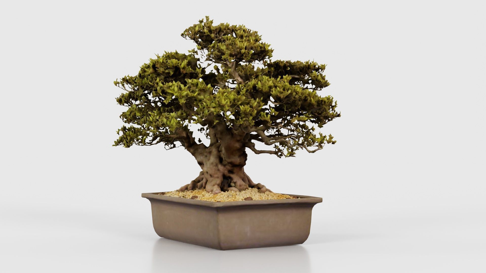 Satsuki Nyohozan 2 Bonsai Tree Low-poly 3D model_25