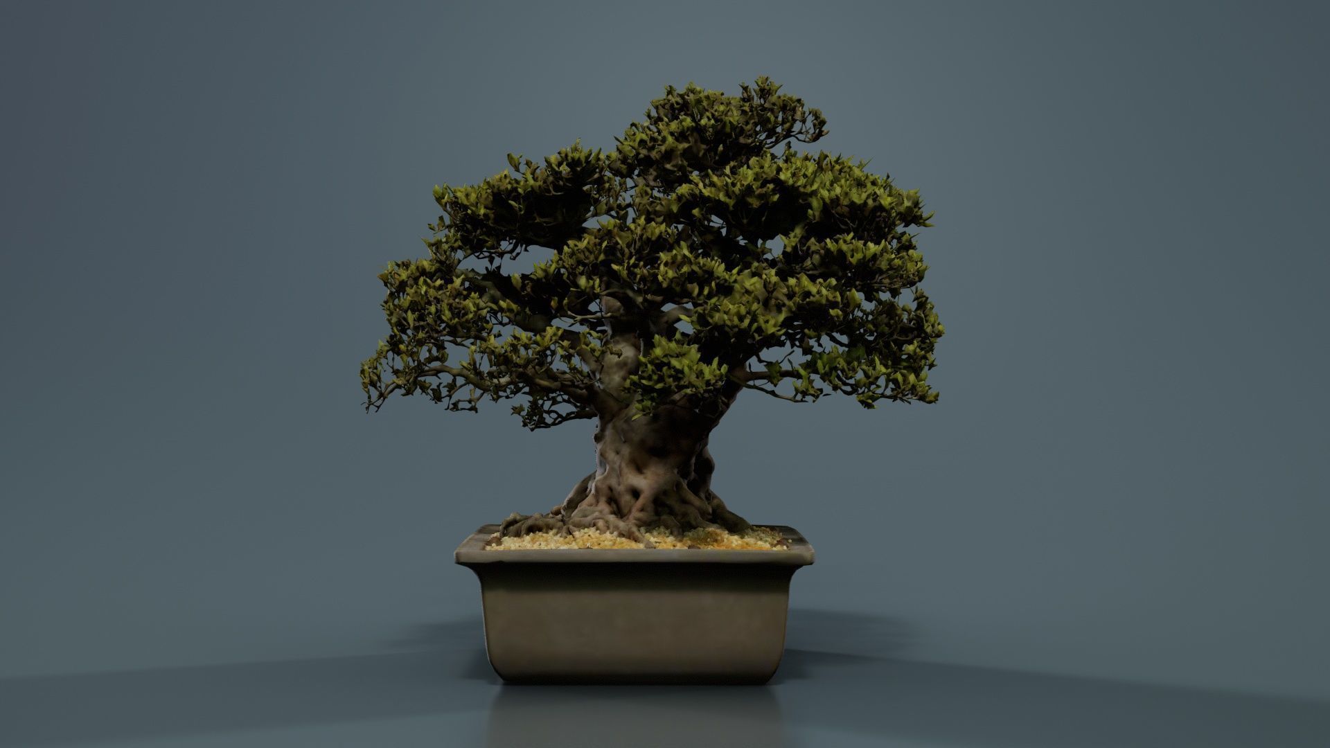 Satsuki Nyohozan 2 Bonsai Tree Low-poly 3D model_4