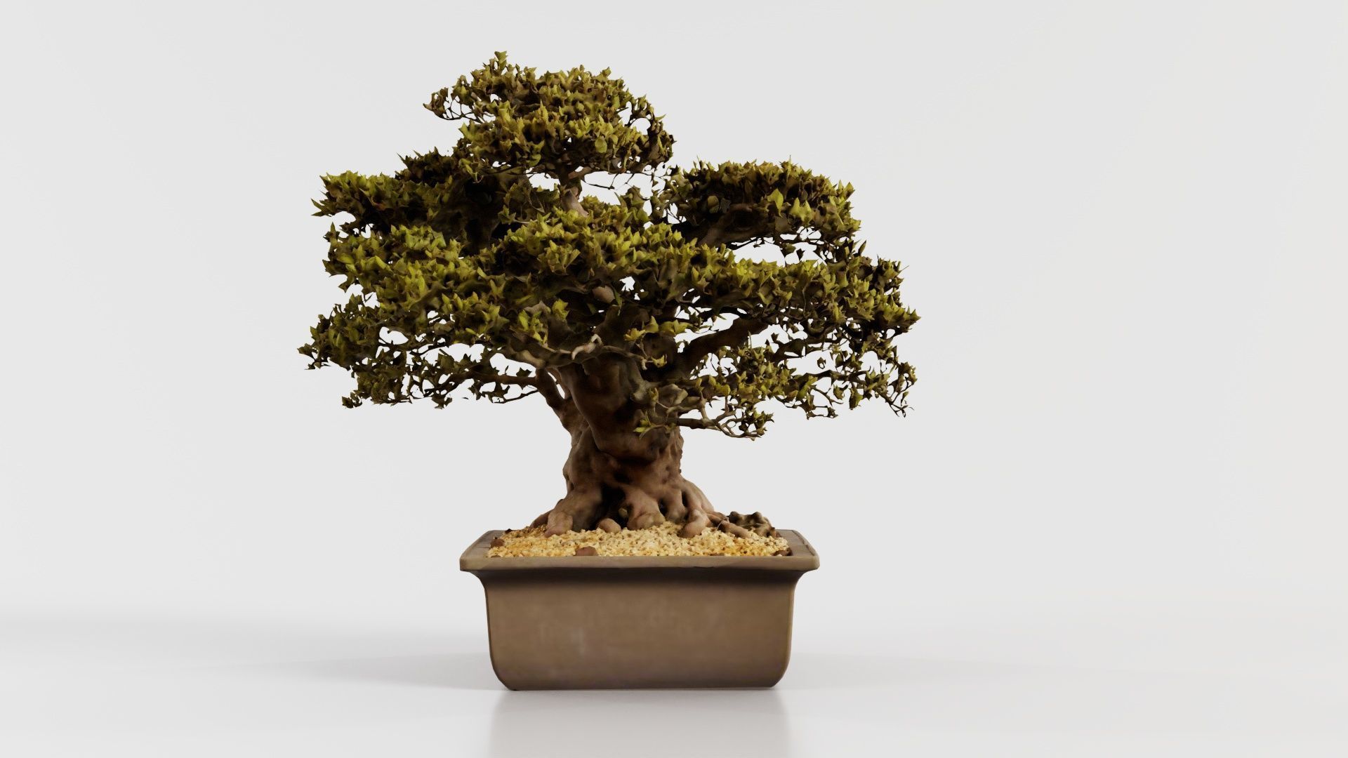 Satsuki Nyohozan 2 Bonsai Tree Low-poly 3D model_2