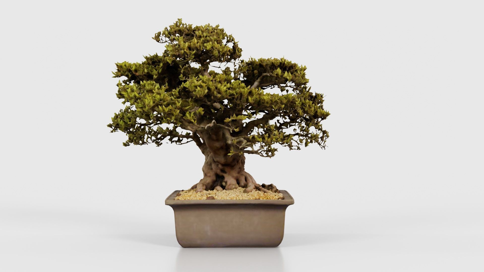 Satsuki Nyohozan 2 Bonsai Tree Low-poly 3D model_24