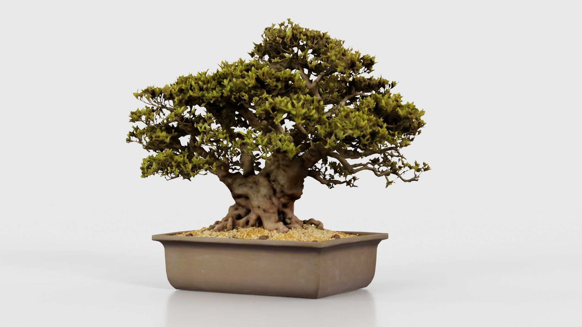Satsuki Nyohozan 2 Bonsai Tree Low-poly 3D model_26