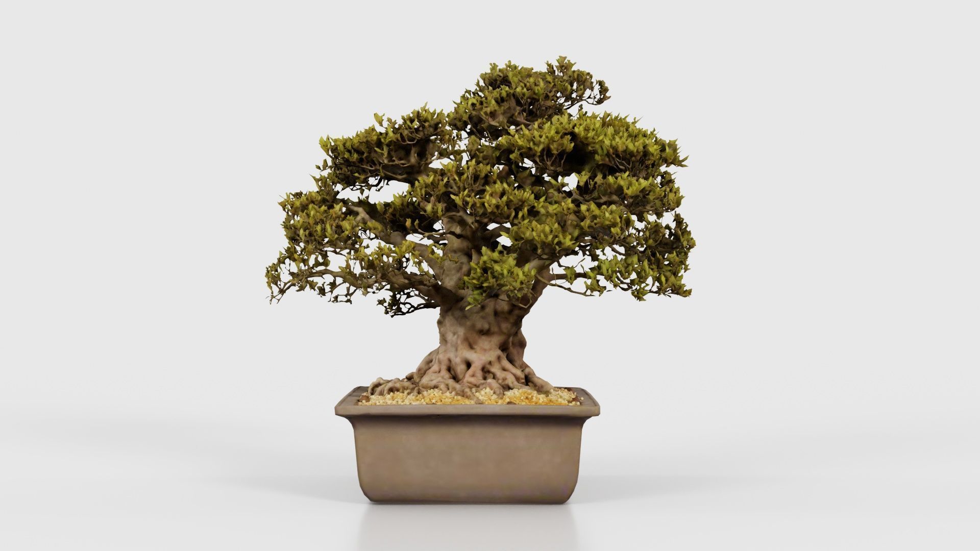 Satsuki Nyohozan 2 Bonsai Tree Low-poly 3D model_18