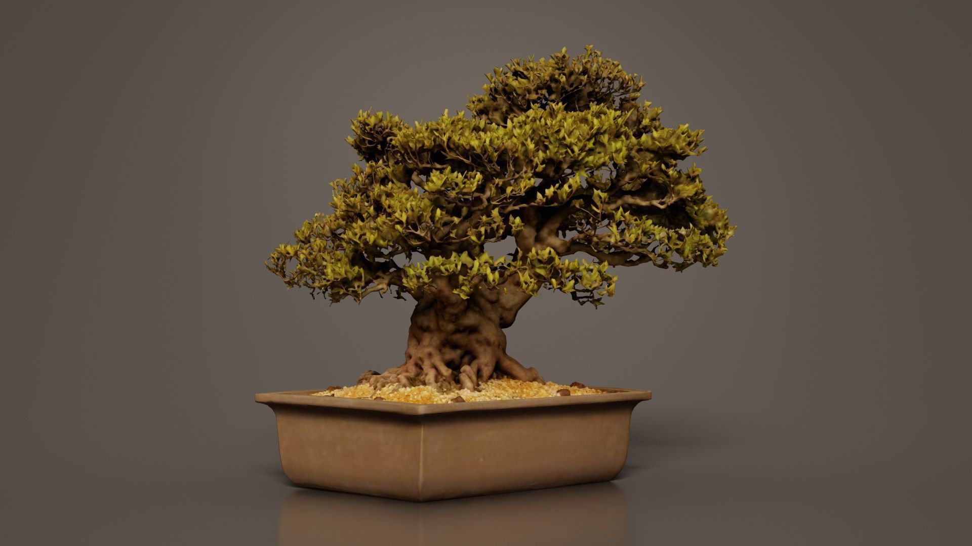 Satsuki Nyohozan 2 Bonsai Tree Low-poly 3D model_5