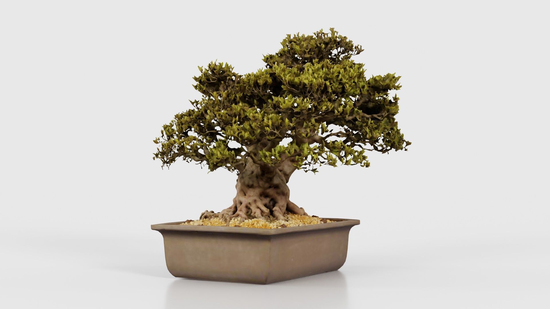 Satsuki Nyohozan 2 Bonsai Tree Low-poly 3D model_17